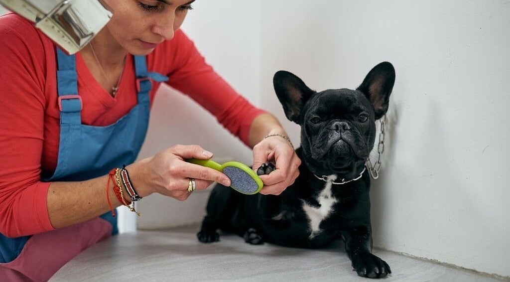 Groomer cura le unghie di un cane da AB Toelettatura Luxury Dalmine BG, Dalmine, Lombardia, IT.