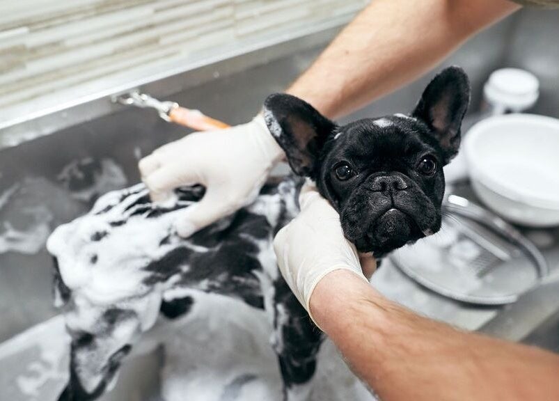 Cura di un cane presso AB Toelettatura Luxury Dalmine BG, Dalmine, Lombardia, IT.