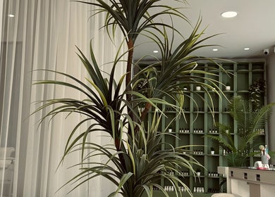 Κομψός εσωτερικός χώρος με φυτά στο BeYoutiful, Ιωάννινα, Κεντρο, GR.