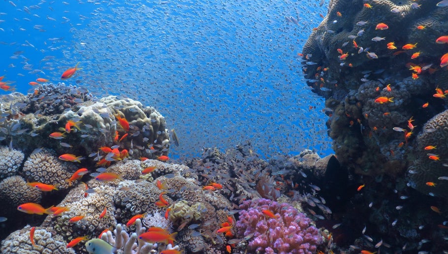 Ahla Dive Shop image 1
