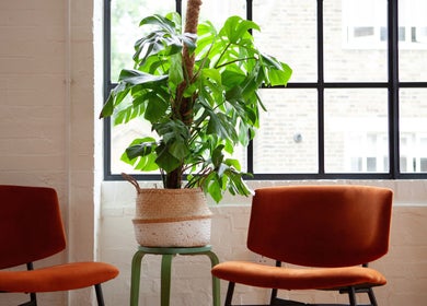 Chic waiting area at Studio 90, London, England, GB featuring orange chairs and a lush plant by a window.