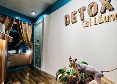 Detox Wellness Cat Lounge in San Fernando, Ilocos Region, PH, featuring a sleek, minimalist design.
