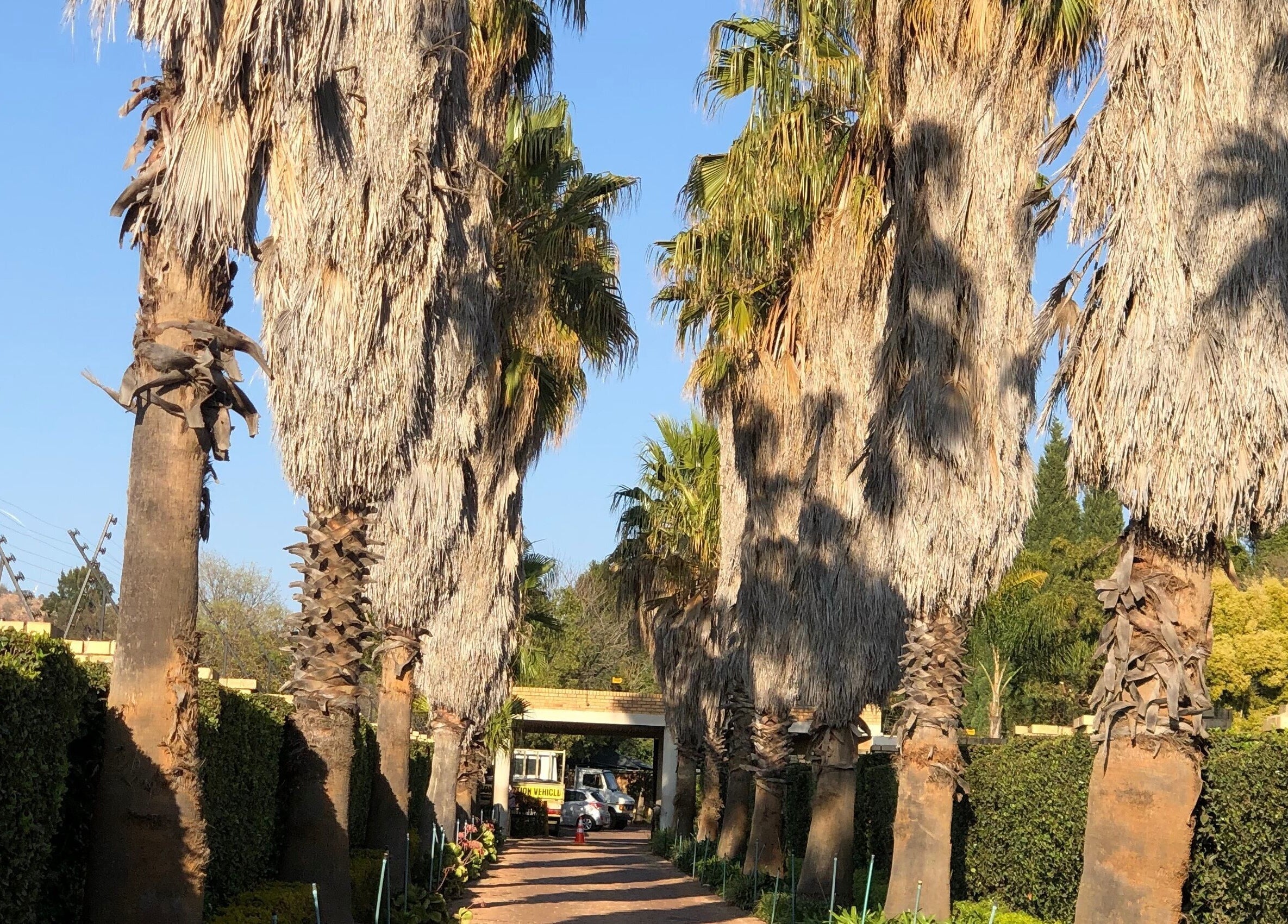 Palm-lined pathway leading to The Wax Pots Ruimsig in Roodepoort, Gauteng, ZA.