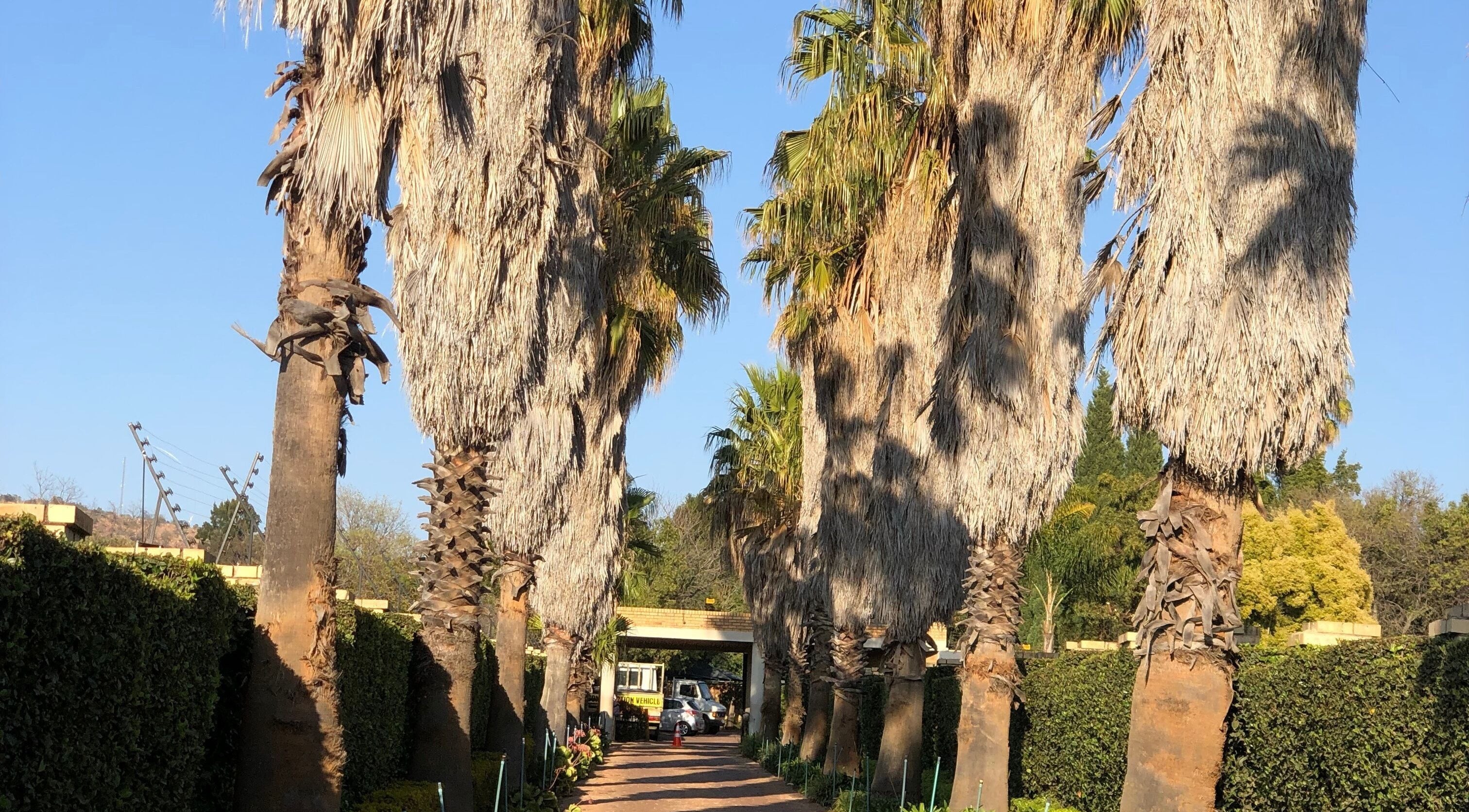 Palm-lined pathway leading to The Wax Pots Ruimsig in Roodepoort, Gauteng, ZA.