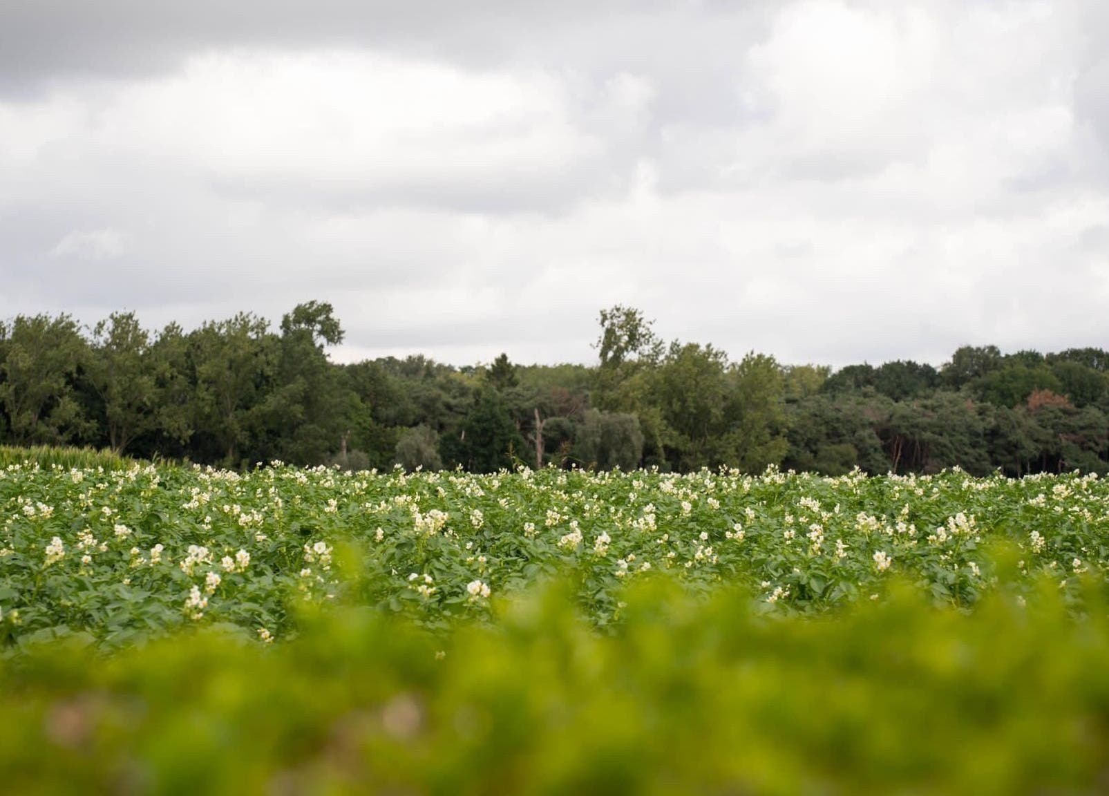 Uitgestrekte groene velden bij CuraGlow, Wevelgem, Vlaanderen, BE onder bewolkte hemel.