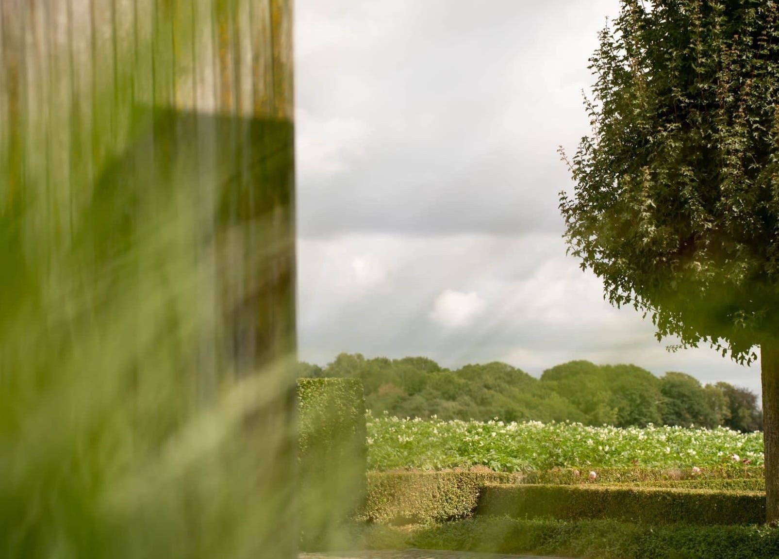 Rustieke boom bij CuraGlow, Kortrijk, Vlaanderen, BE, met groene velden en heggetjes op een bewolkte dag.