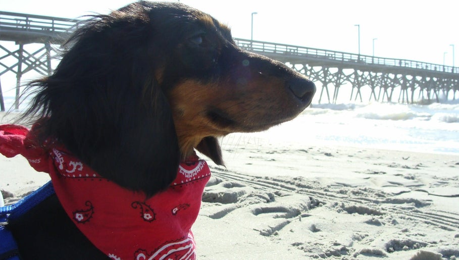 Bright Mind Canine Services Bild 1