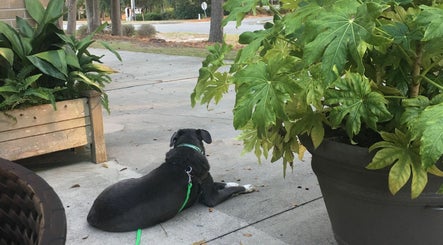 Bright Mind Canine Services Bild 2