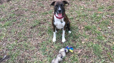 Bright Mind Canine Services Bild 3