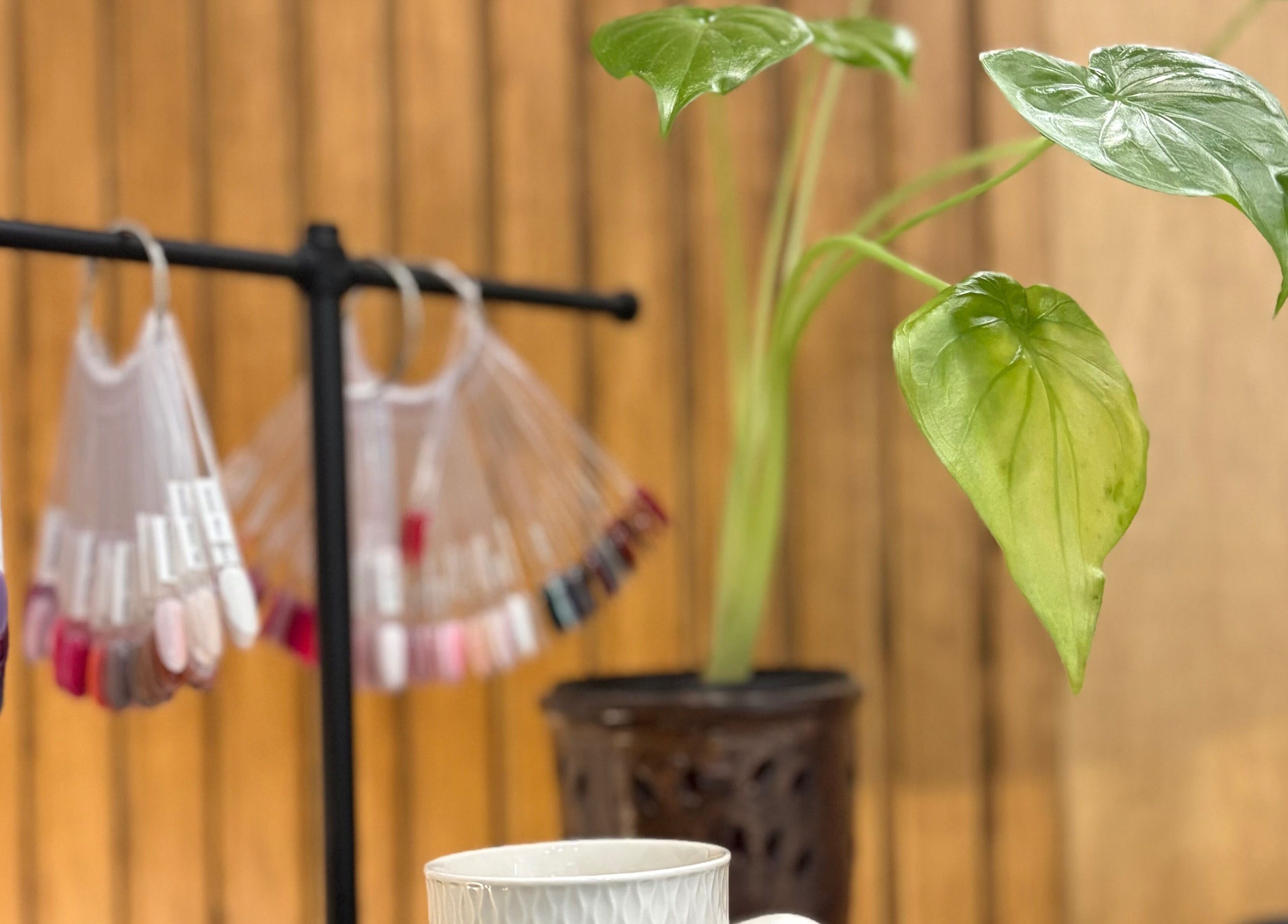 Nail polish display and plant create a relaxing vibe at The Little Spa, Westmoorings, TT.