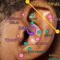 Forest Piercing - 121 Douglas Street, Glasgow, Scotland