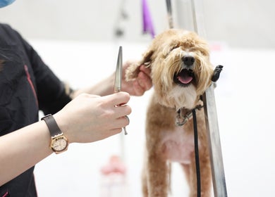 A dog is expertly groomed at Cuts For Pups in Melbourne, Victoria, AU using professional grooming scissors.