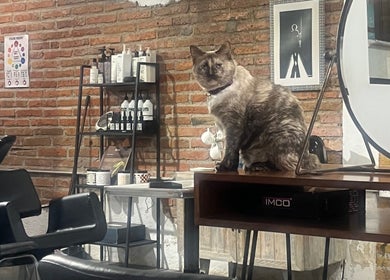 Un gato sentado en Spiral Hair Studio Leslie Panini, Puerto Vallarta, Jalisco, MX con fondo de productos de belleza.