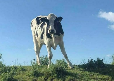 null
