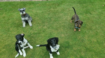 Magenta Pet Services - SOUTHAMPTON image 3