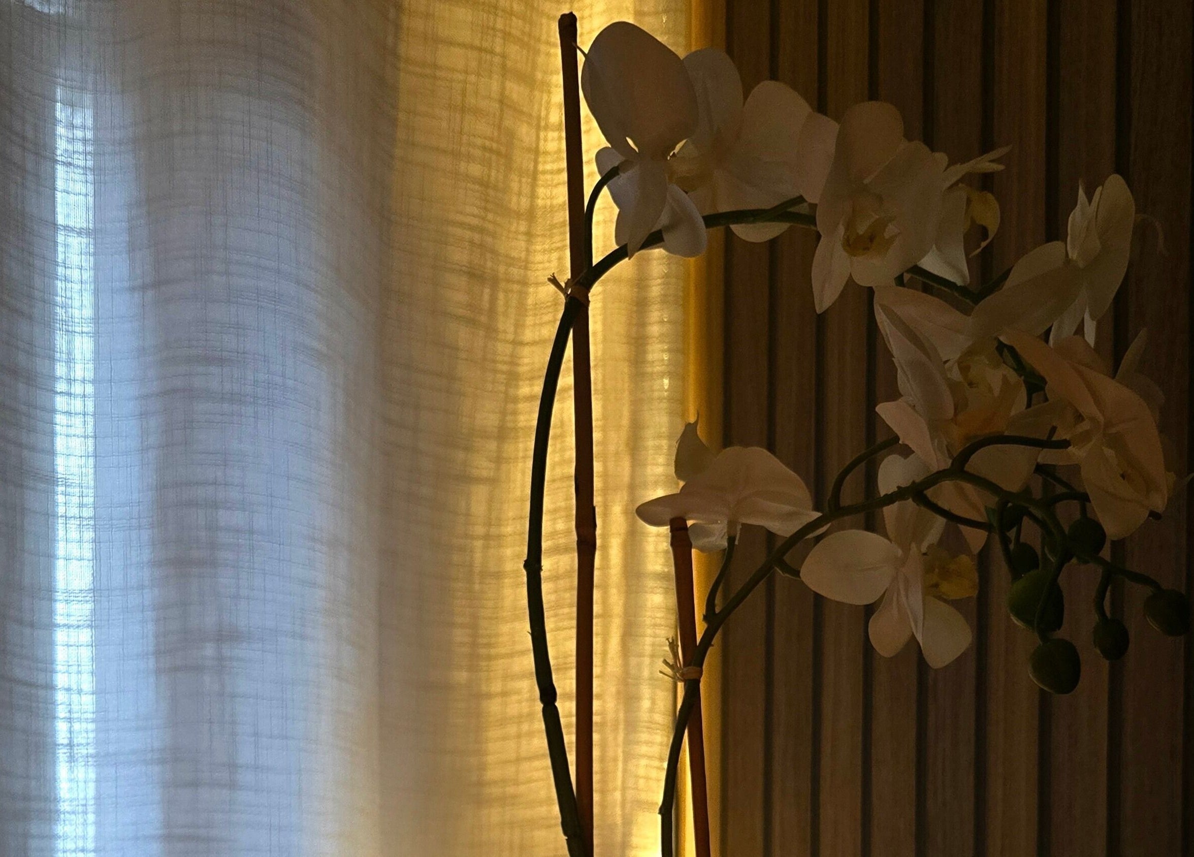 Elegant orchid display with soft lighting at Koda Beauty Studio, Forrestdale, Western Australia, AU.