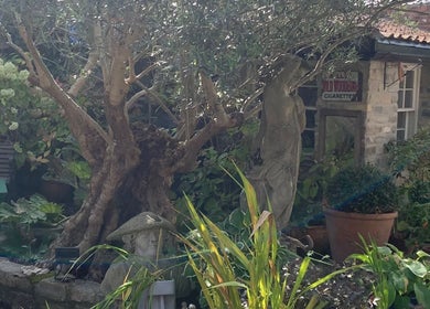 Tranquil garden at The Massage Place, Glastonbury, England, GB featuring lush greenery and a quaint statue.