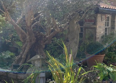 Tranquil garden at The Massage Place, Glastonbury, England with lush greenery and rustic stone accents.