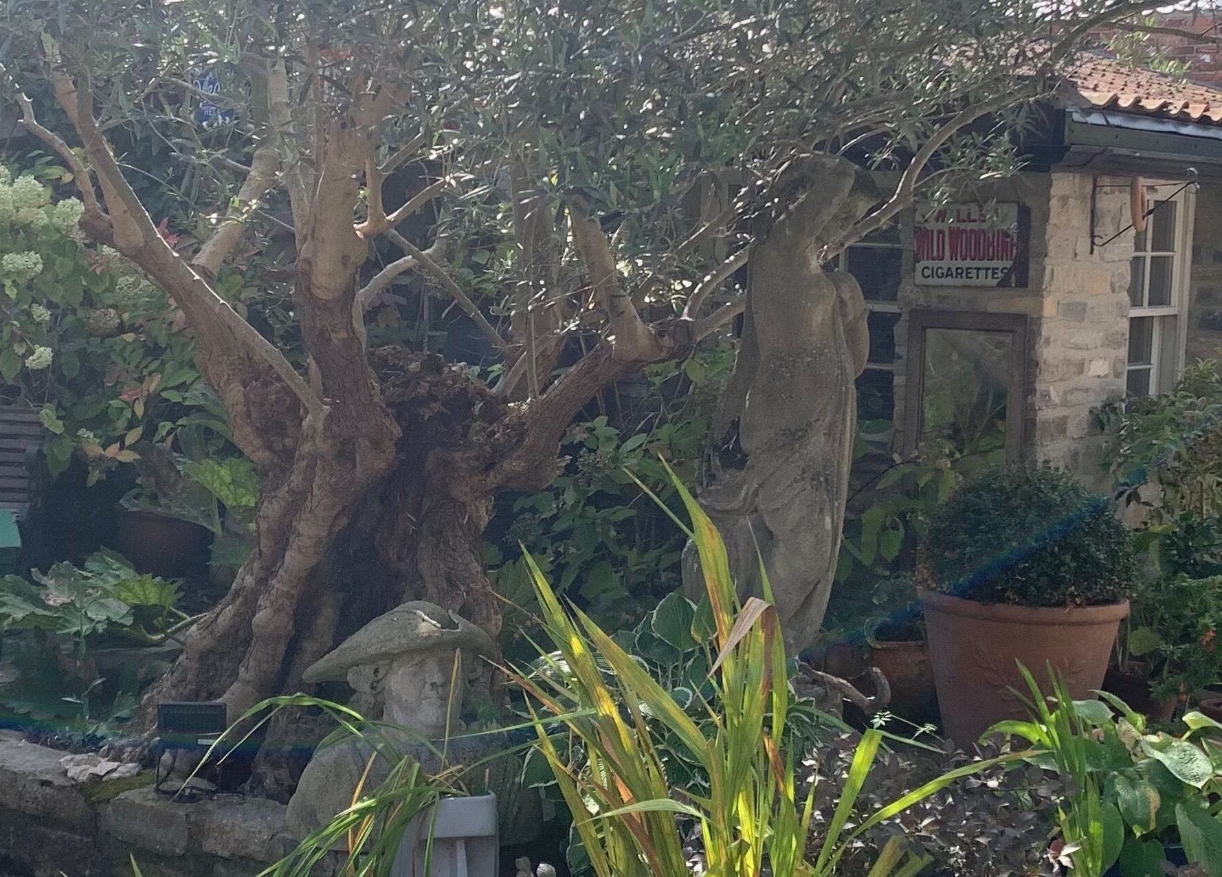 Lush garden setting at The Massage Place, Glastonbury, England, GB, featuring an ancient tree and vintage statue.