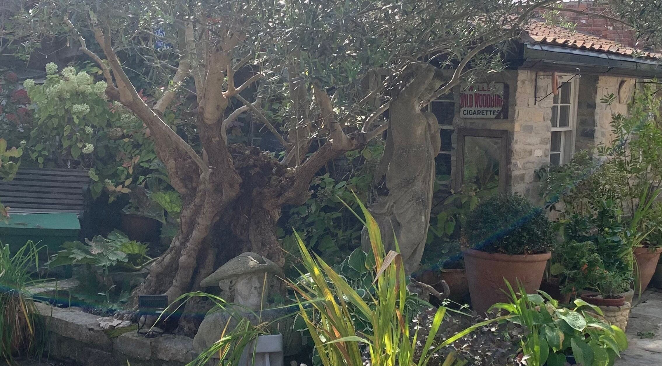 Lush garden setting at The Massage Place, Glastonbury, England, GB, featuring an ancient tree and vintage statue.