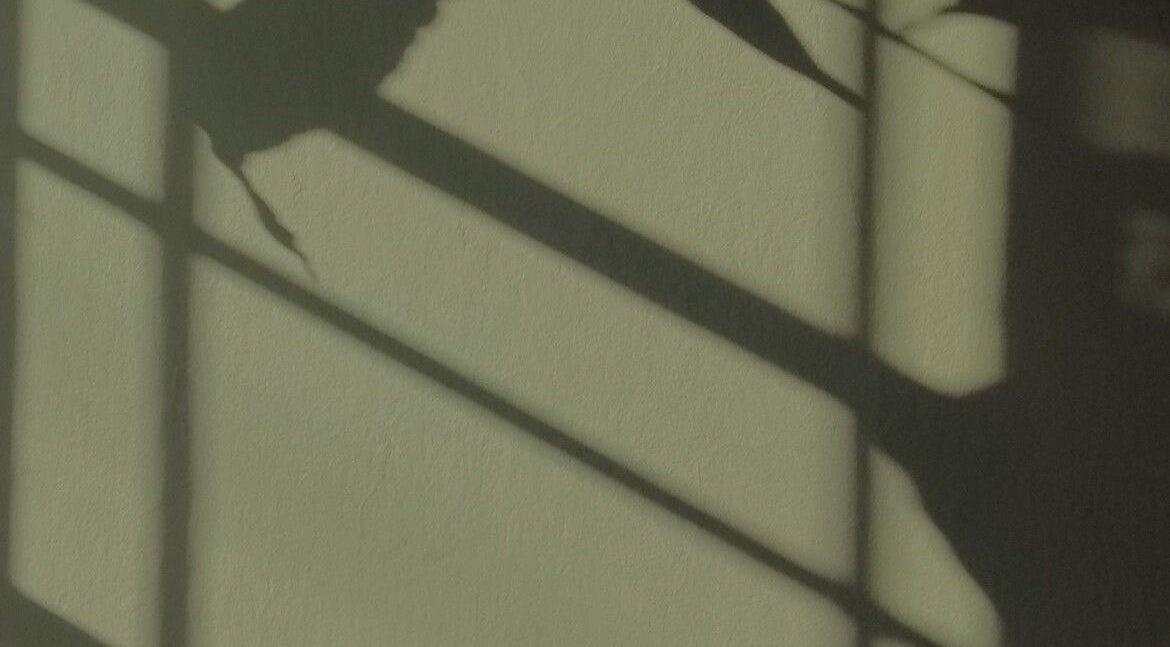 Soft plant shadows cast on a wall at Exhayl, Epsom, England, GB, creating a tranquil ambiance.