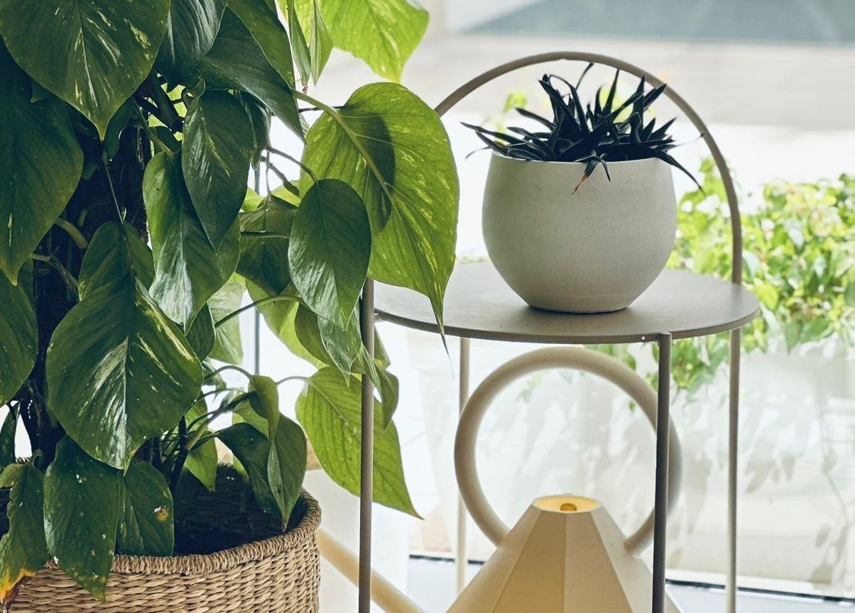 Lush indoor plants at Fountain of Youth, Ħal Balzan, MT creating a serene atmosphere.
