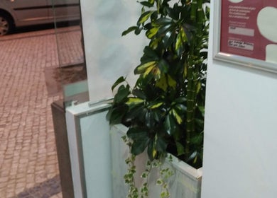 Entrada do Atena Hair Style & Spa com plantas verdes luxuosas, Porto, Porto, PT.