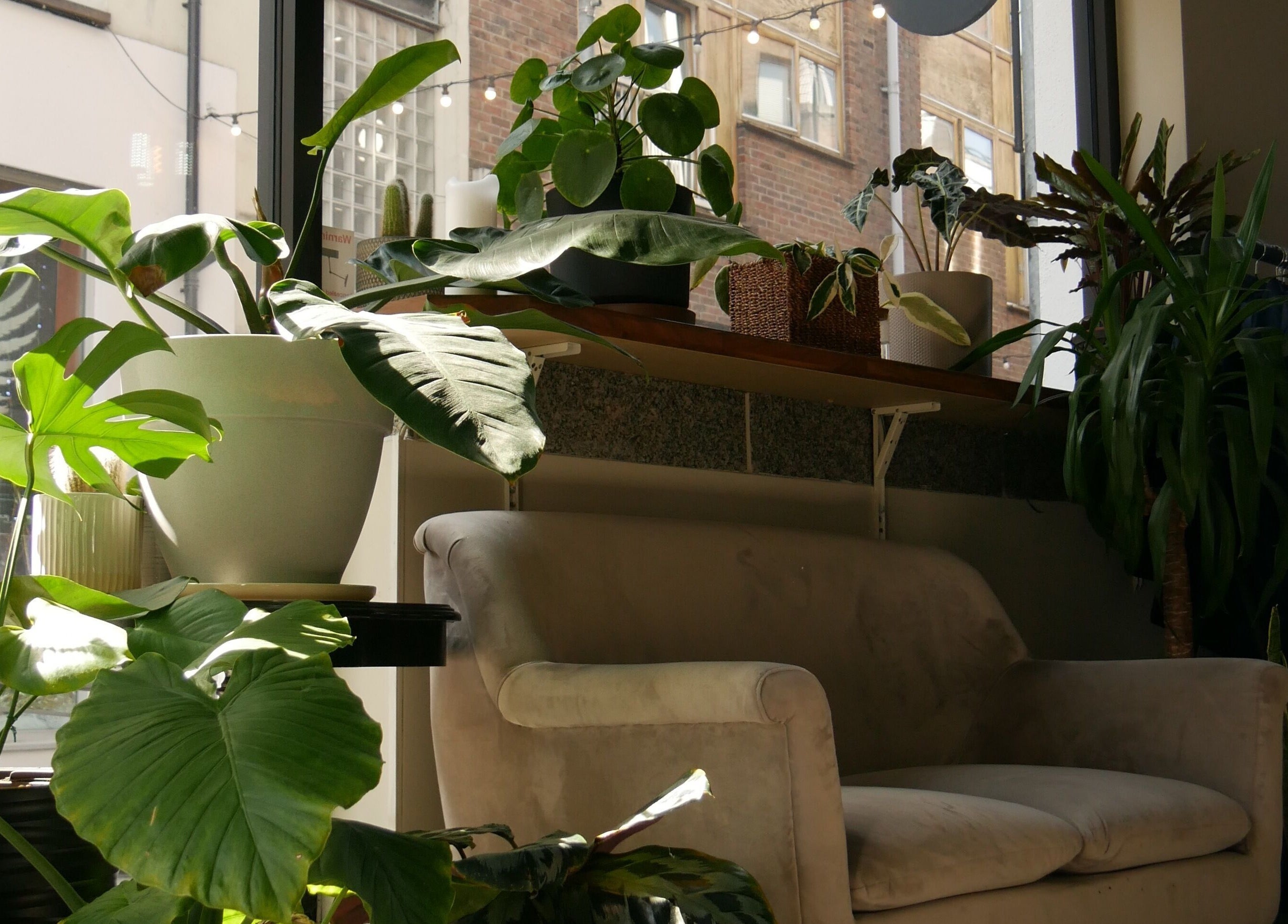 Cozy seating with lush plants at Bea Brow Artistry, Dublin Southside, County Dublin, IE.