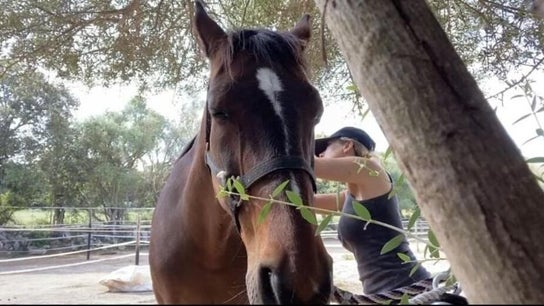 Olivia Hamilton - Equine Osteopath & Bodyworker