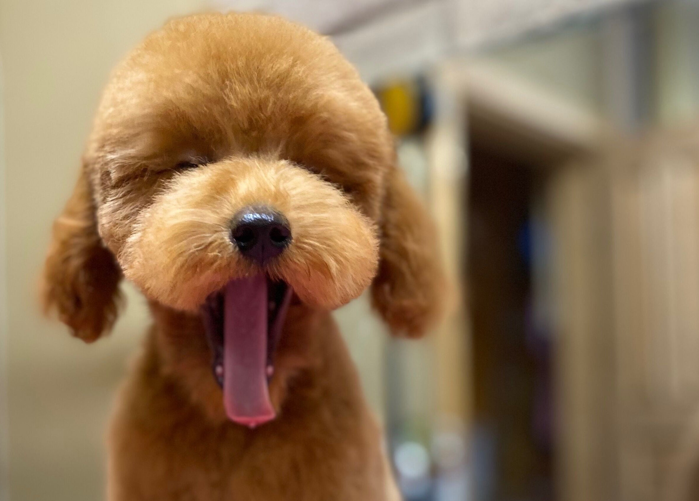 Linksmos šuns paslaugos Show Šuo, Vilnius, Vilniaus apskritis, LT.