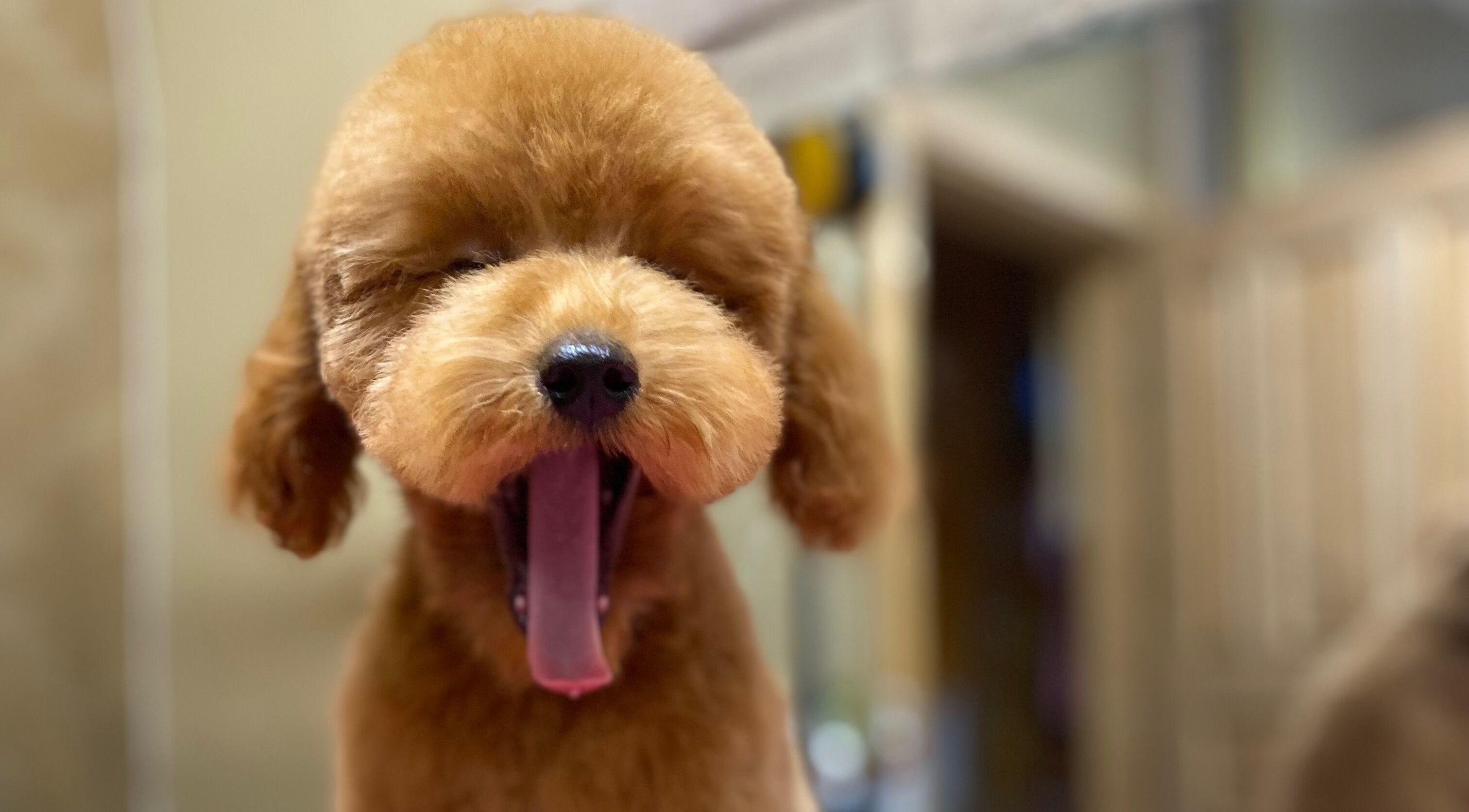 Linksmos šuns paslaugos Show Šuo, Vilnius, Vilniaus apskritis, LT.