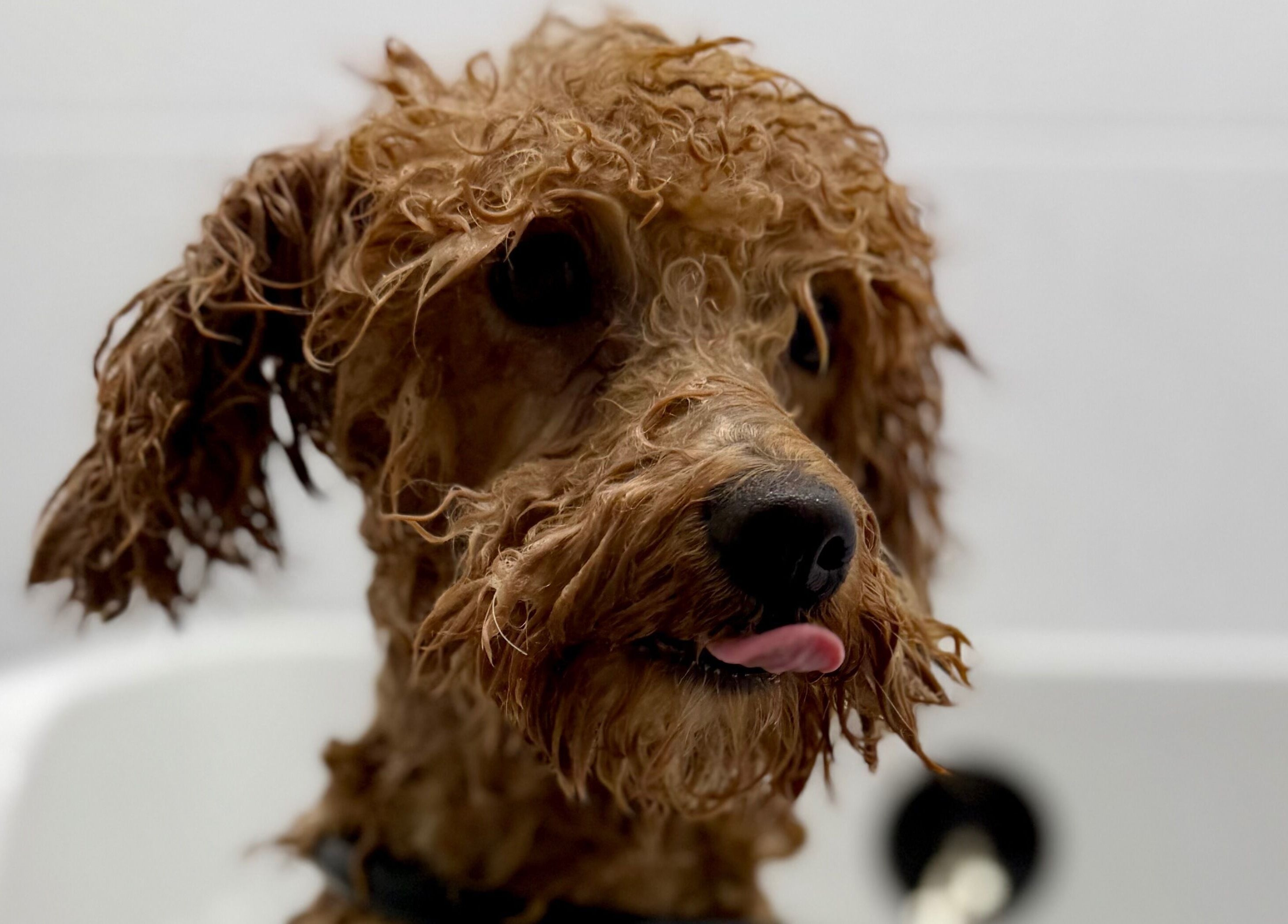 Šlapias šuo maudosi Show Šuo salone Vilniuje, Vilniaus apskritis, LT.