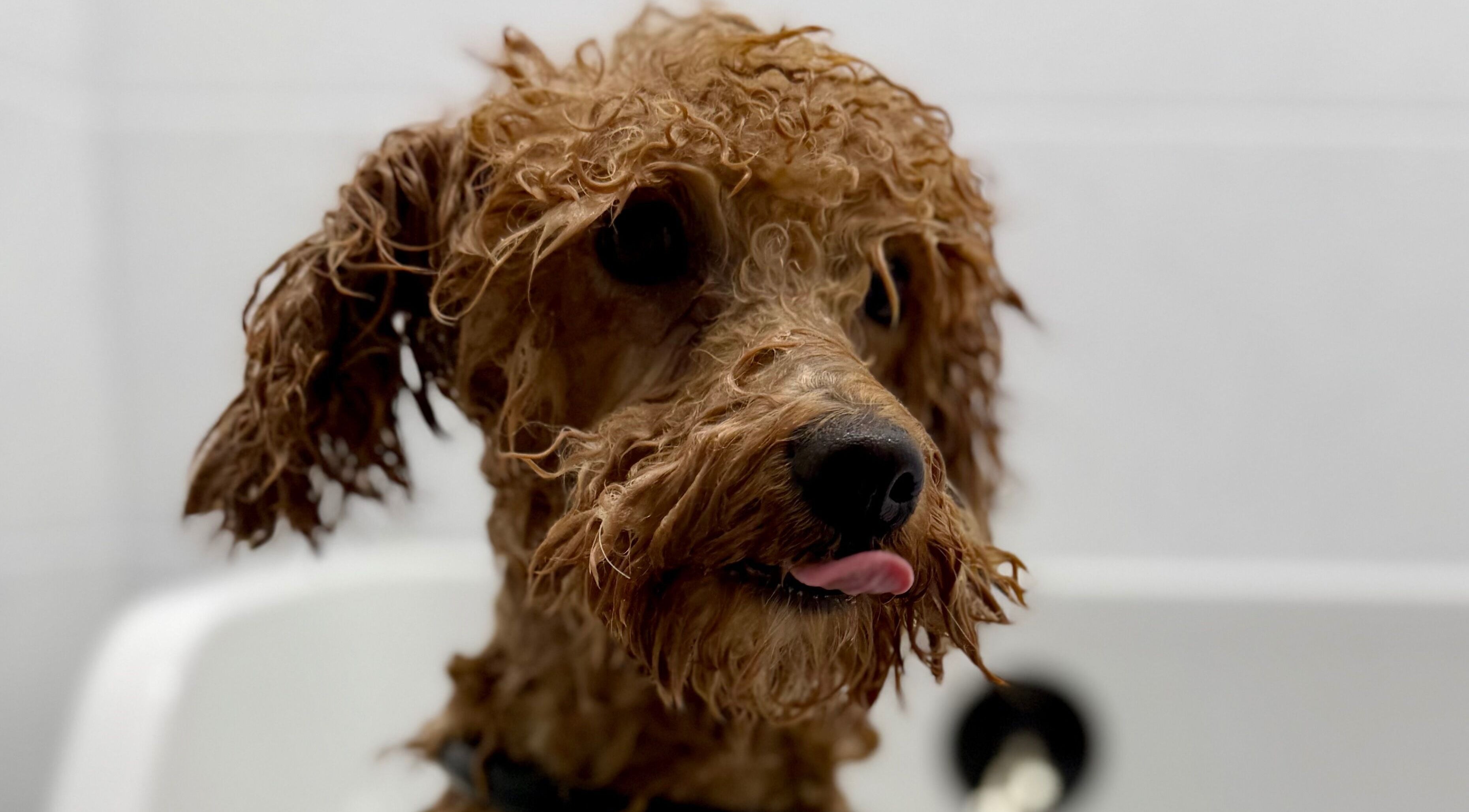 Šlapias šuo maudosi Show Šuo salone Vilniuje, Vilniaus apskritis, LT.