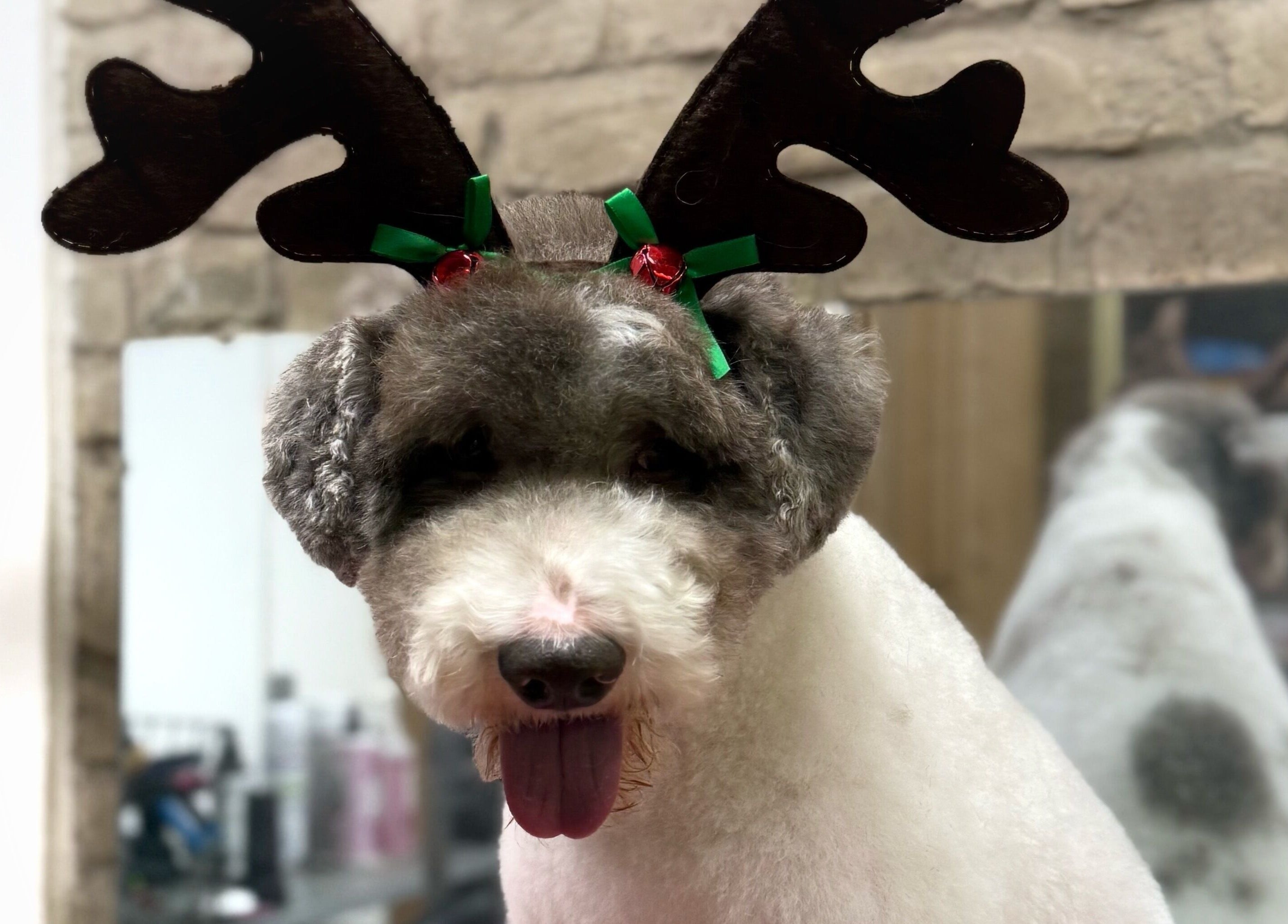 Šuo su elnių rageliais salone Show Šuo, Vilnius, Vilniaus apskritis, LT.