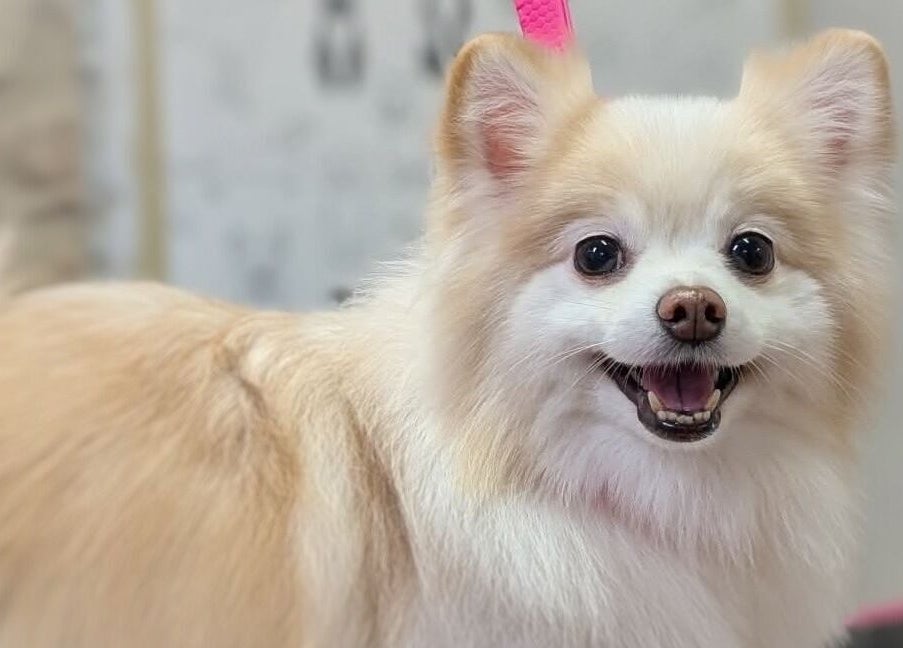 Linksmas šuo Show Šuo grožio salone Vilnius, Vilniaus apskritis, LT.