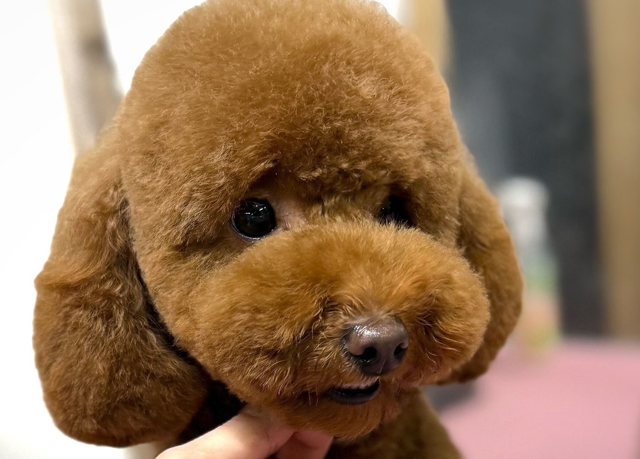 Šuo su pūkuotu kailiu grožio salone Show Šuo, Vilnius, Vilniaus apskritis, LT.