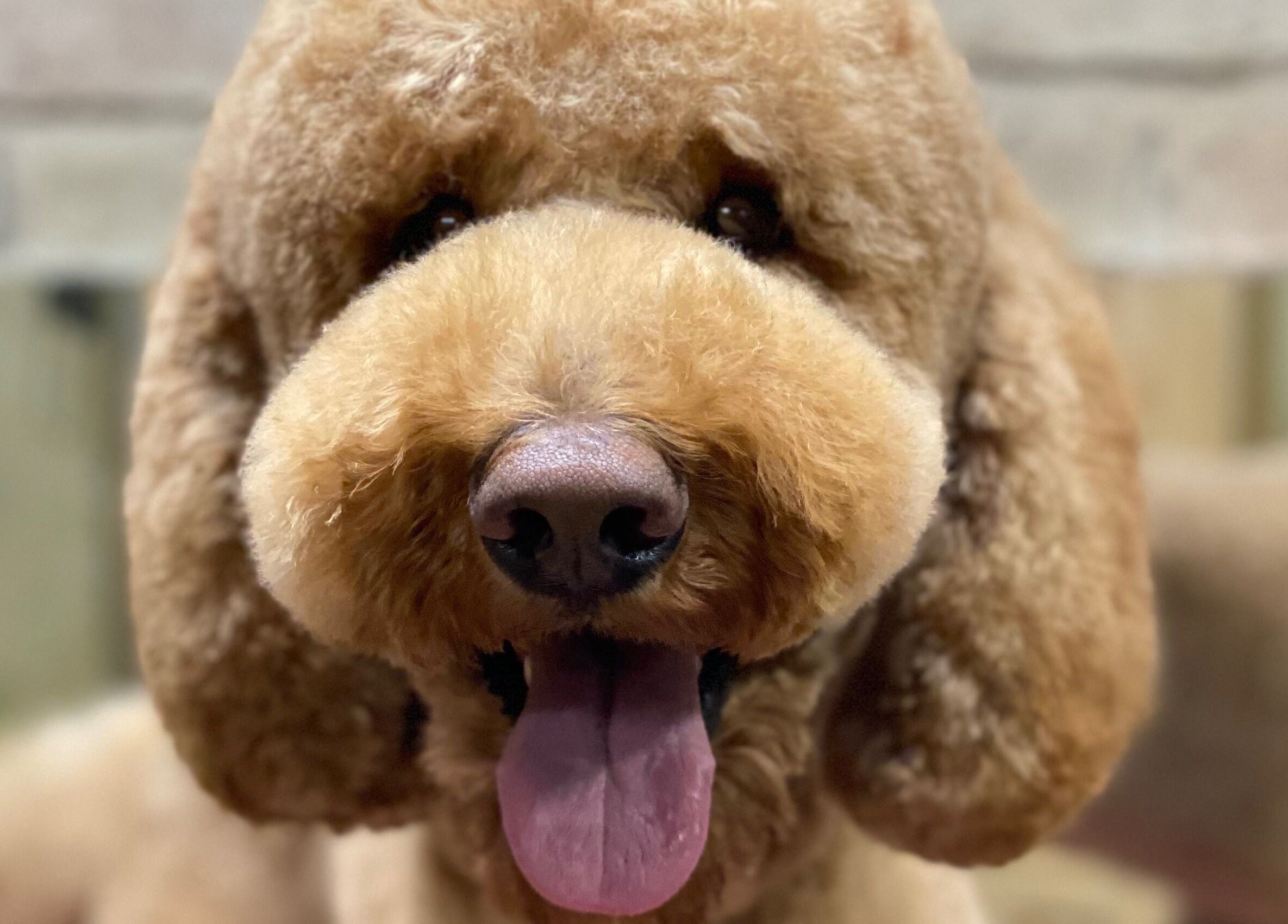 Pūkuotas šuo Show Šuo Vilnius, Vilniaus apskritis, LT grožio salone.