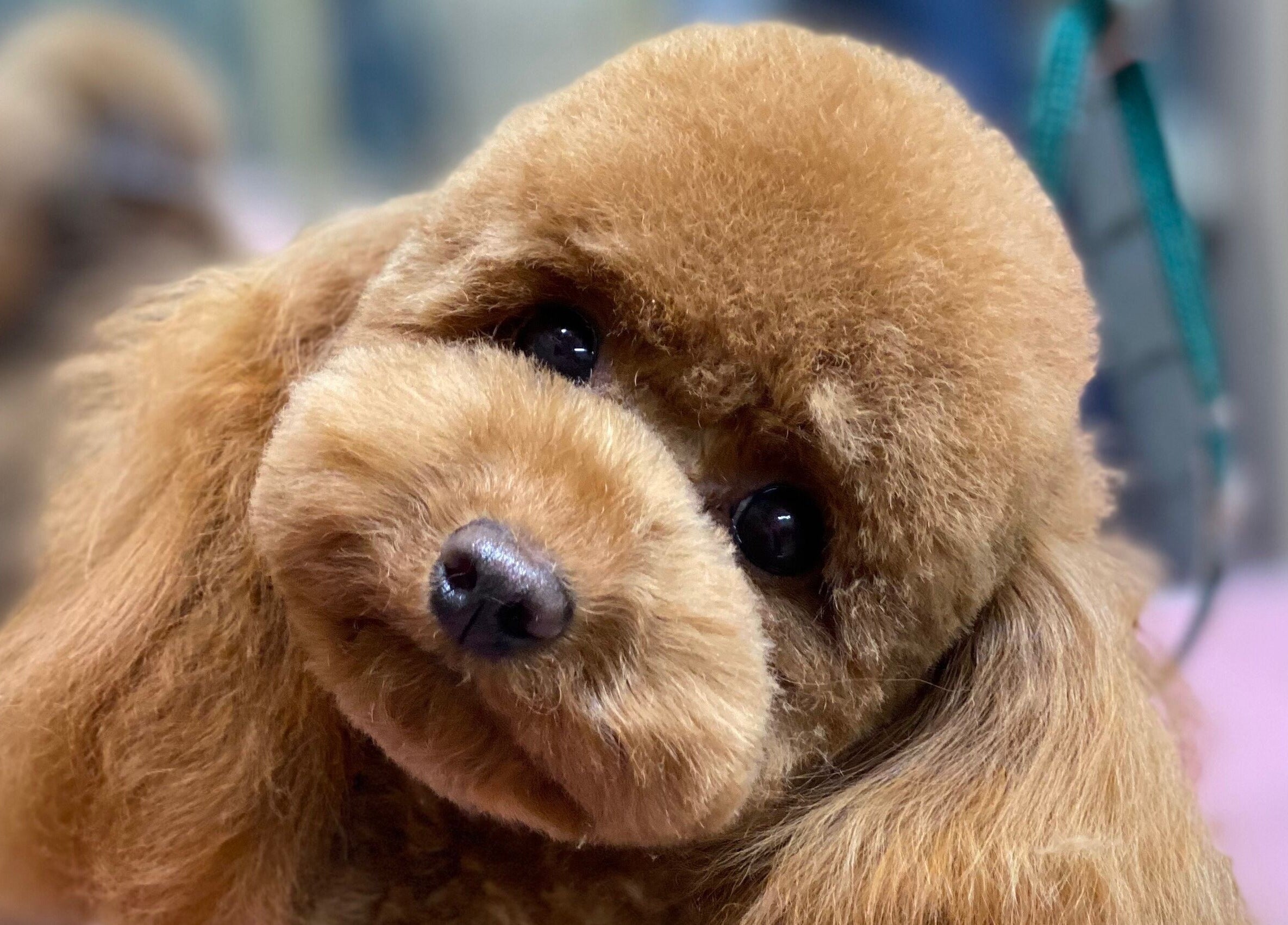 Pudelis Show Šuo grožio salonas, Vilnius, Vilniaus apskritis, LT, puošni šuns šukuosena.