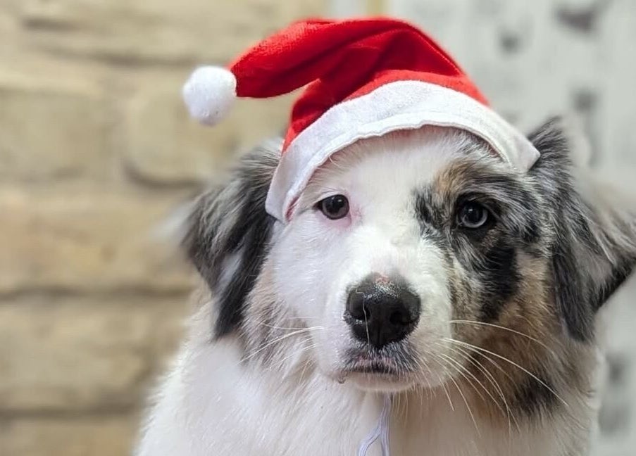 Show Šuo šventiškai papuoštas Kalėdų kepure, Vilnius, Vilniaus apskritis, LT.