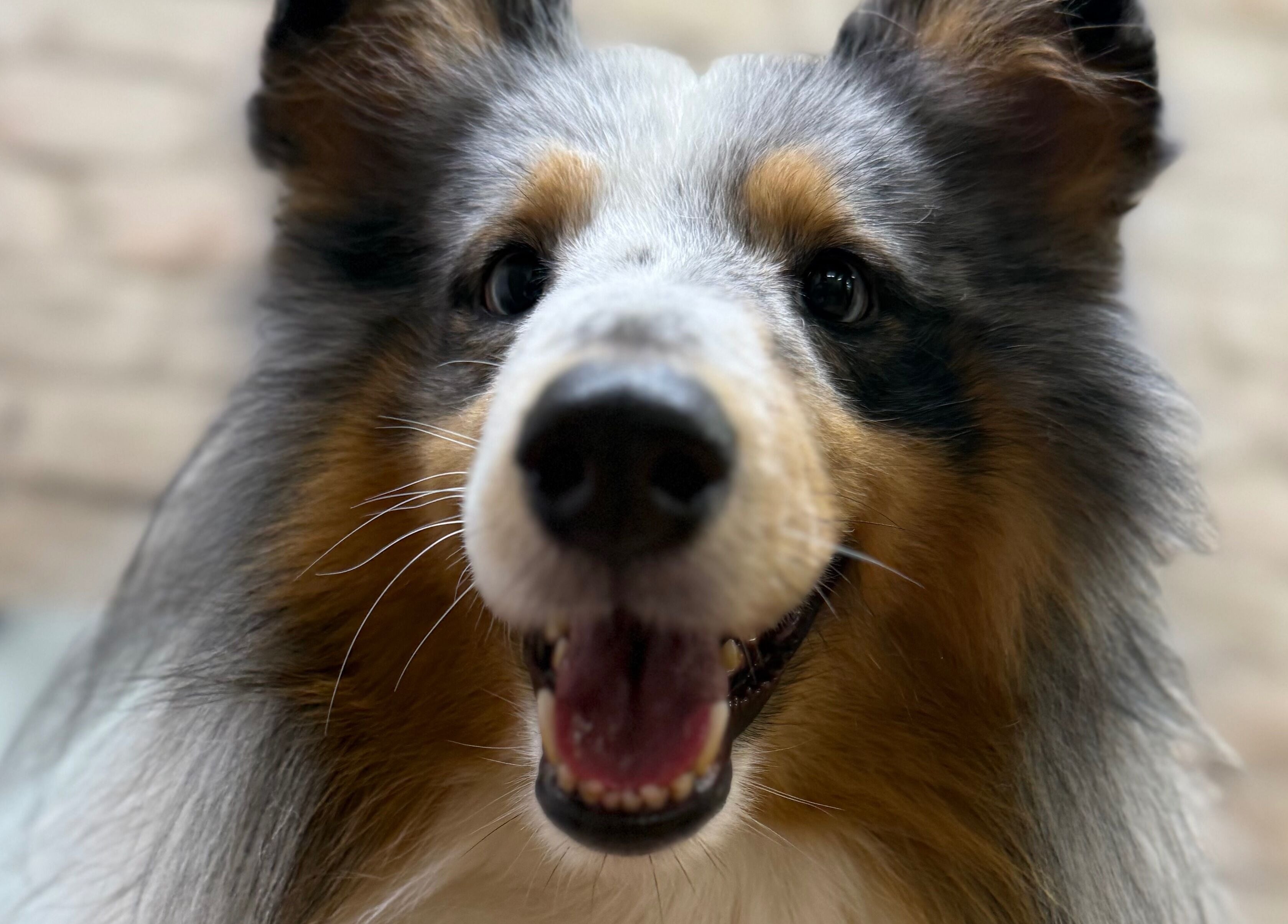 Šuo šypsosi prie Show Šuo, Vilnius, Vilniaus apskritis, LT.