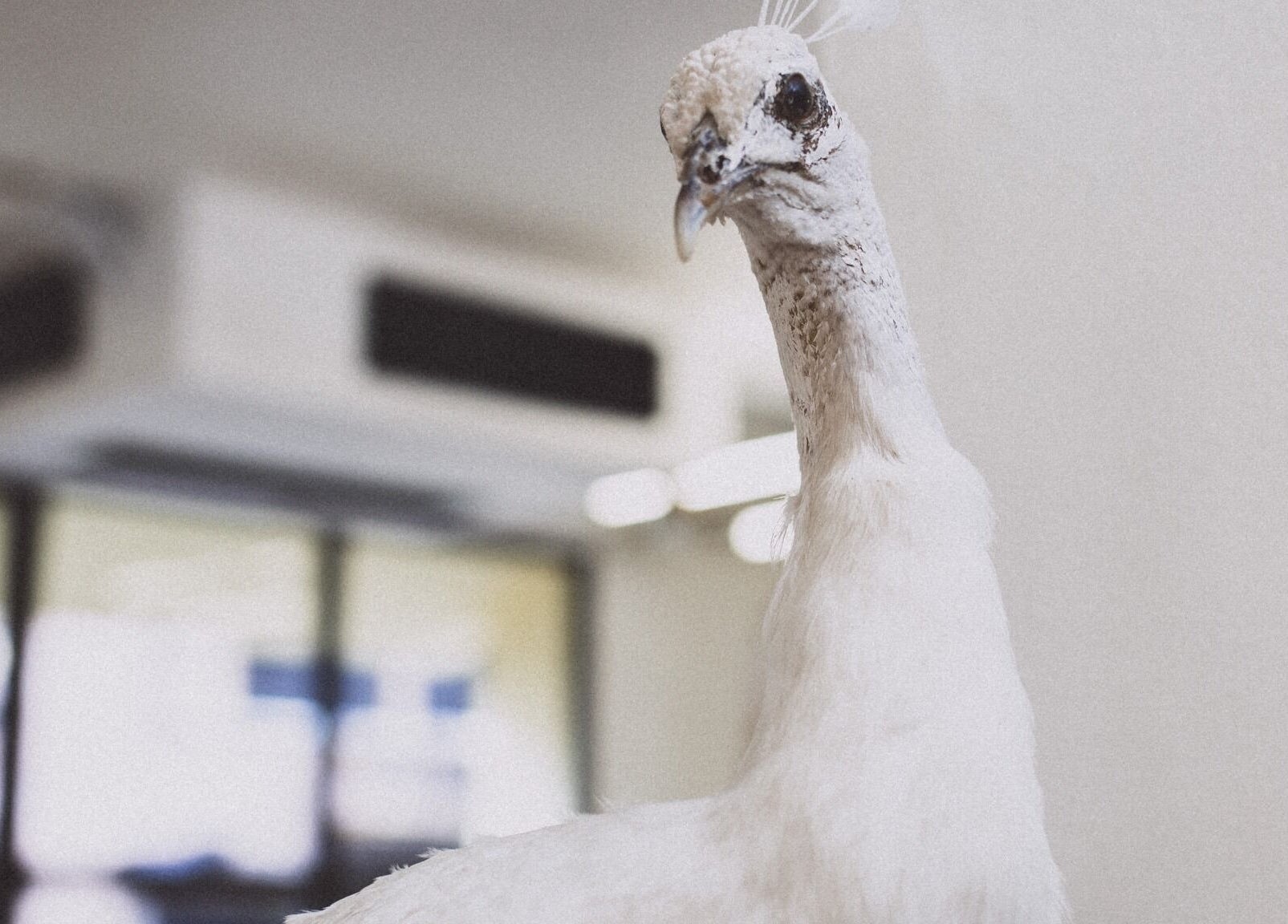 A white peacock adds grace to Lil Holistic Salon in Krung Thep Maha Nakhon, TH, reflecting tranquility and beauty.