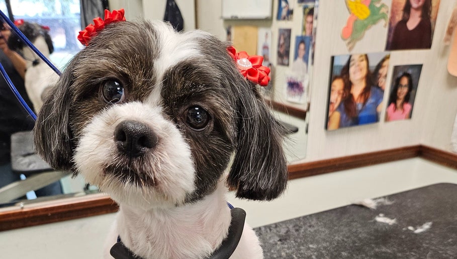 Poochie's Grooming Salon image 1