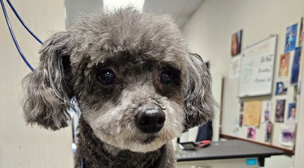 Poochie's Grooming Salon image 3