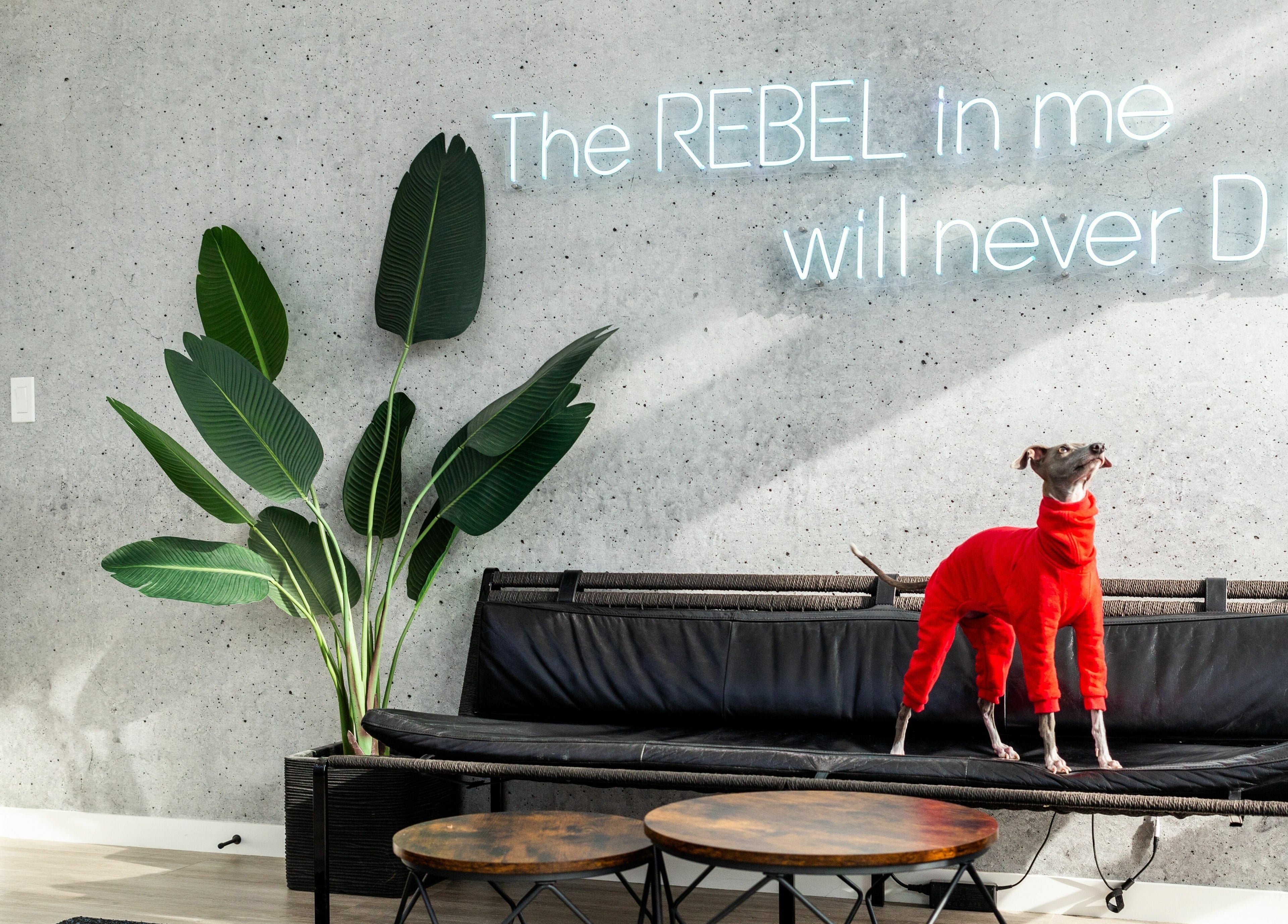 Trendy modern lounge at Rebel X, Calgary, Alberta, CA featuring sleek decor and a stylish neon sign.