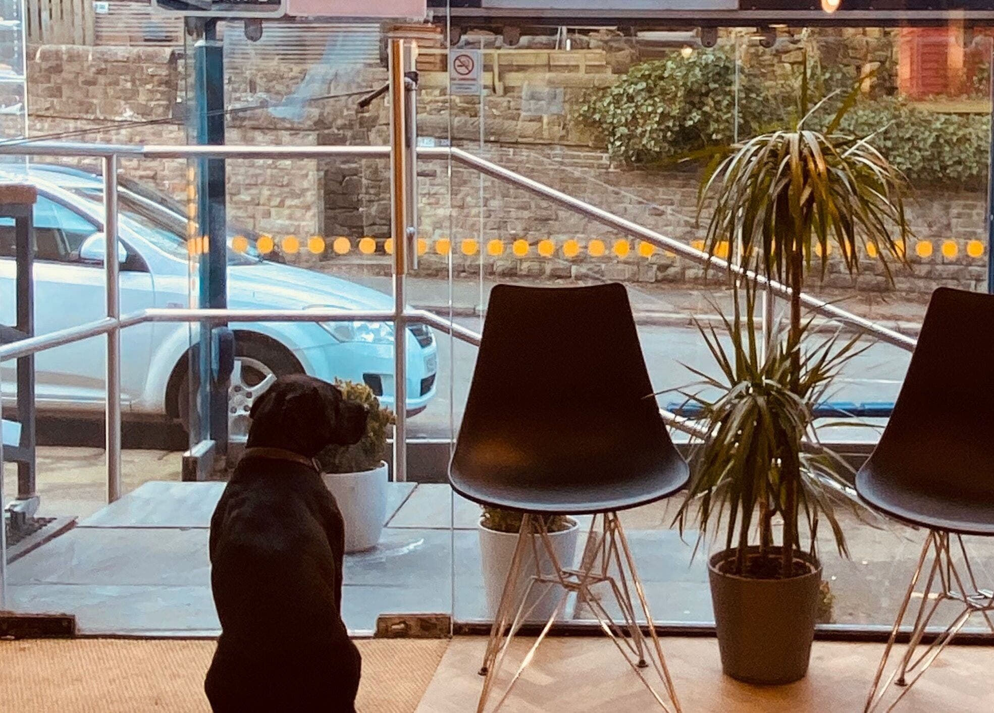 Cozy waiting area at Jam, Sheffield, England, GB with chairs, a dog, and a potted plant by a glass window.