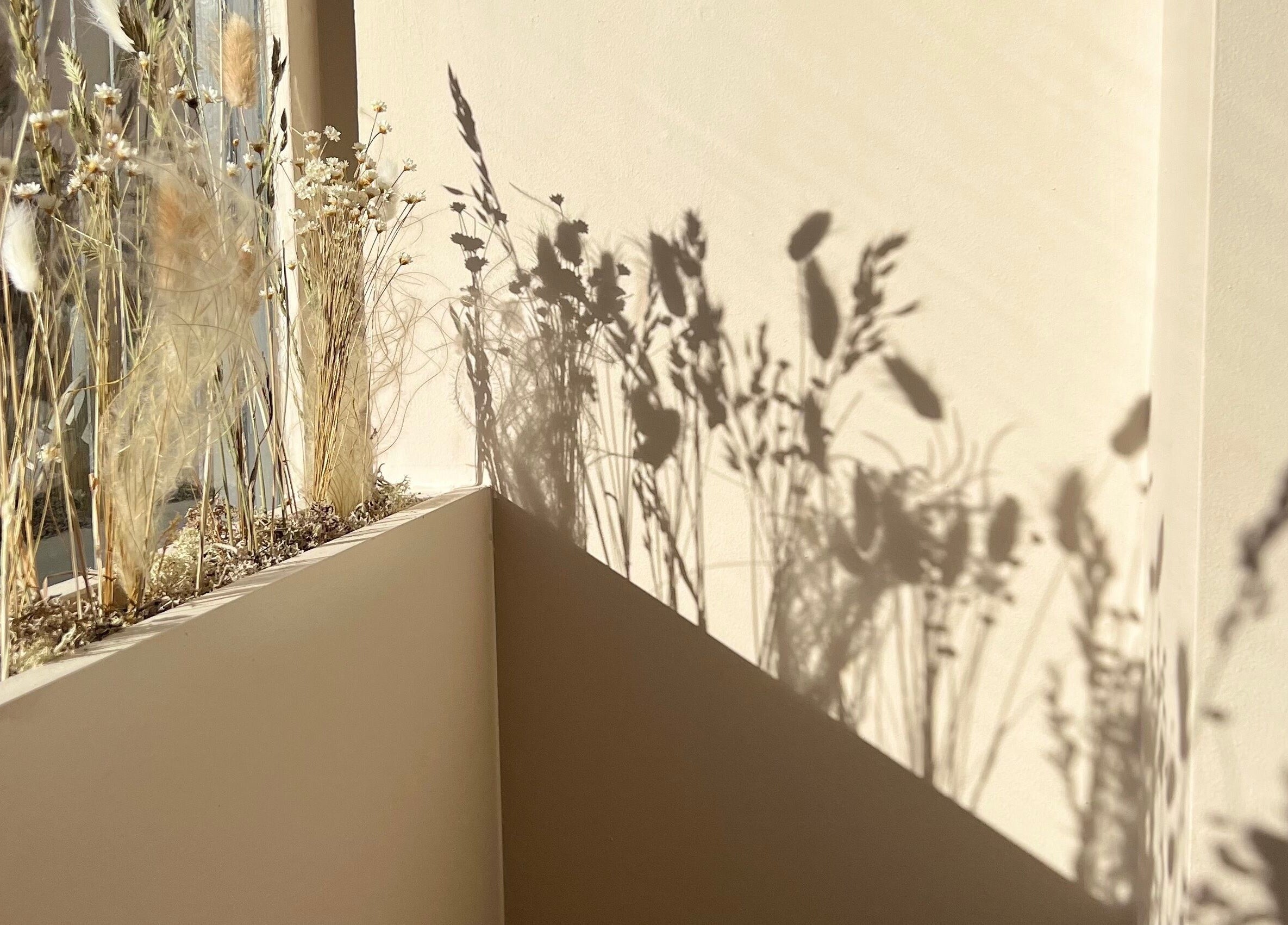 Natural sunlight creates soft shadows of dried flowers at LUX, Glasgow, Scotland, GB.