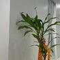 Le Balance & Le Pilates - 1757 army drive, 114&115, Harmon, Tamuning, GU