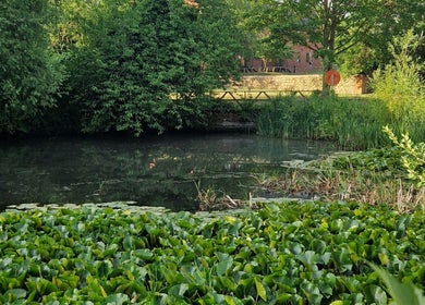 Serene pond surrounded by lush greenery at Nourish Holistic Therapy, Milton Keynes, England, GB.
