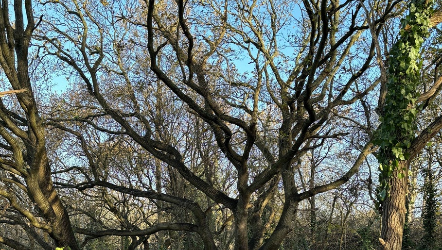 Buckthorne Cutting Nature Reserve kép 1