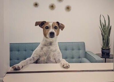 Cute dog at reception of Clarico Electrolysis + Advanced Aesthetics, Vancouver, British Columbia, CA.
